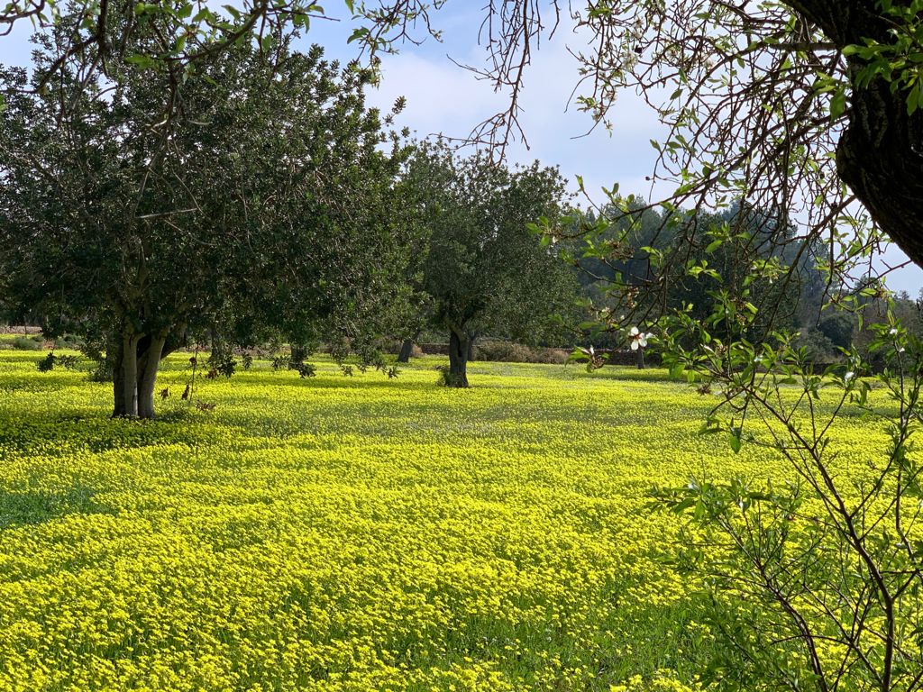 Floración de los almendros en Santa Inés